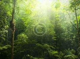 National Foresting Strategy Ideas to Be Tested in 6 Parks